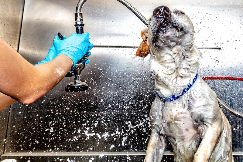 10 Best Dog Washing Stations & Portable Dog Bath Tubs of 2023