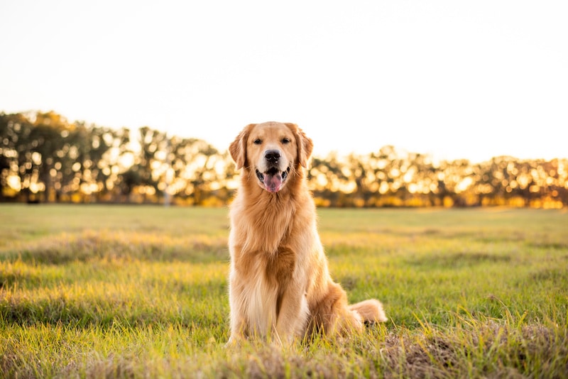 Golden Retriever dog sitting outdoors on the grass during sunset.