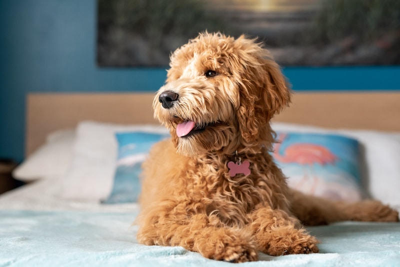 Goldendoodle Dog laying on the bed.