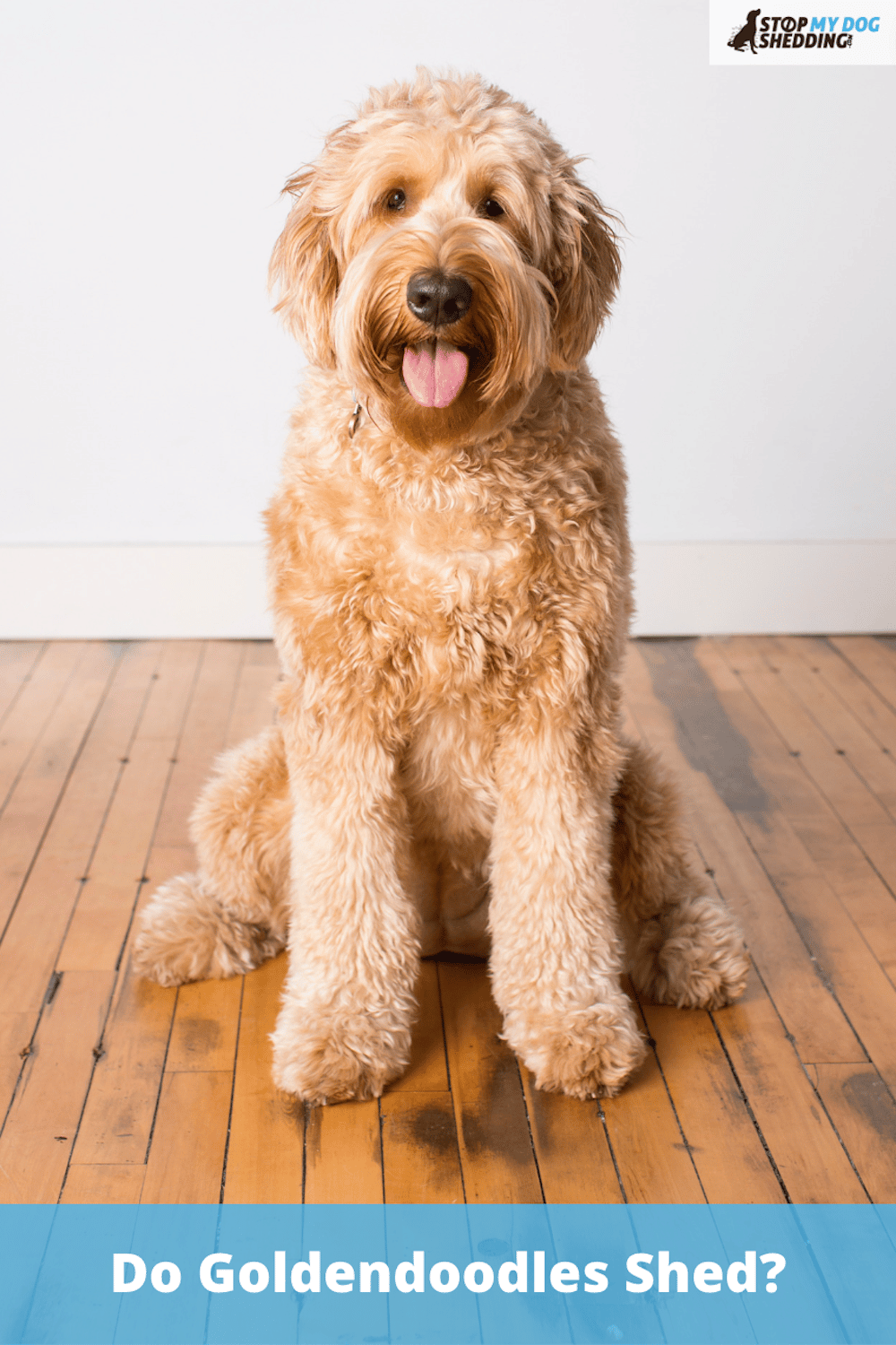 Do Goldendoodles Shed? (Yes, and Here\'s What to Expect)