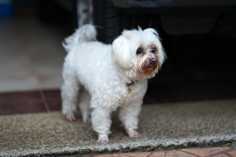 White Maltese dog with tear staining standing outside.