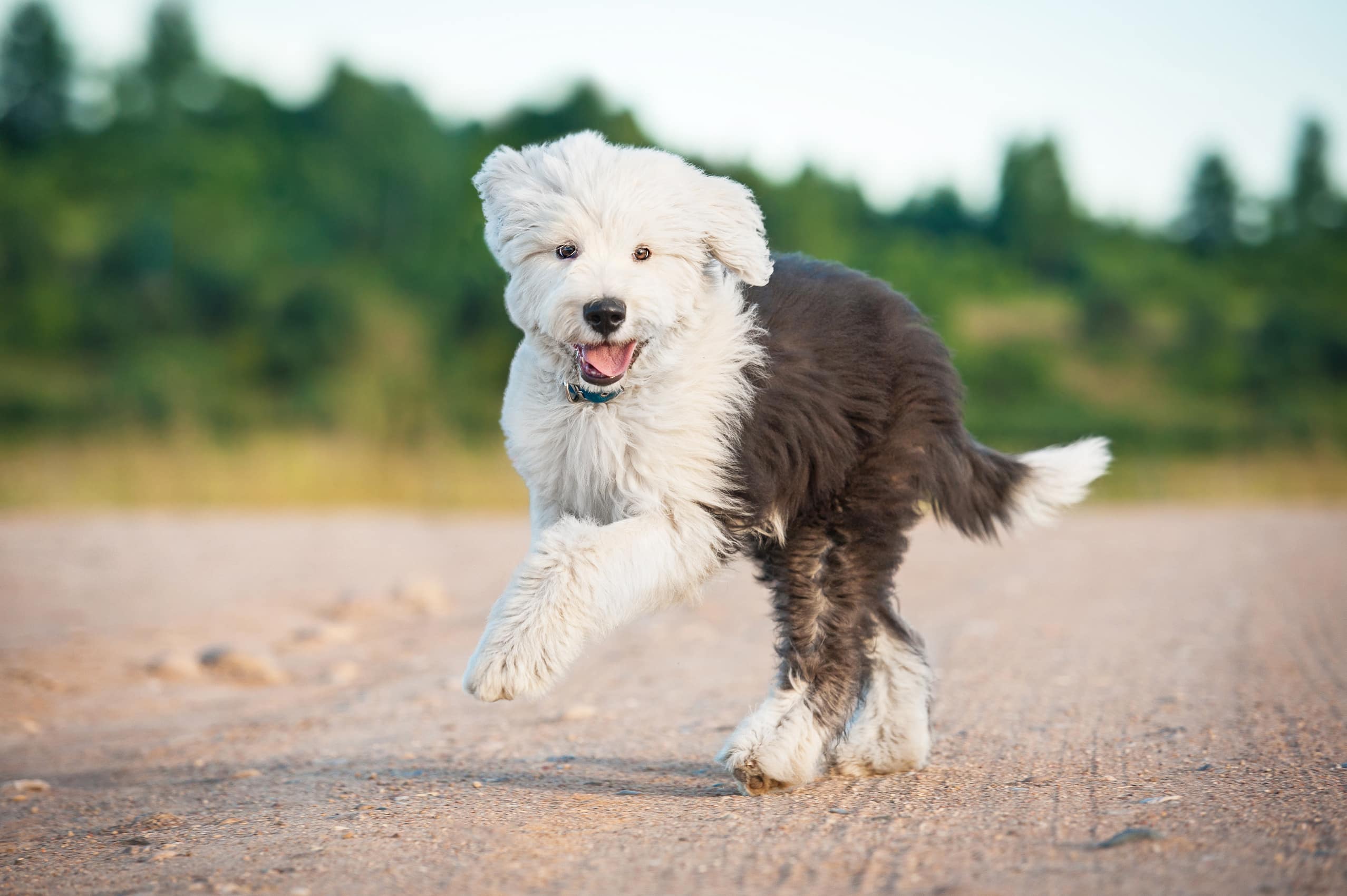 Brown and white Old English Sheepdog running outside.