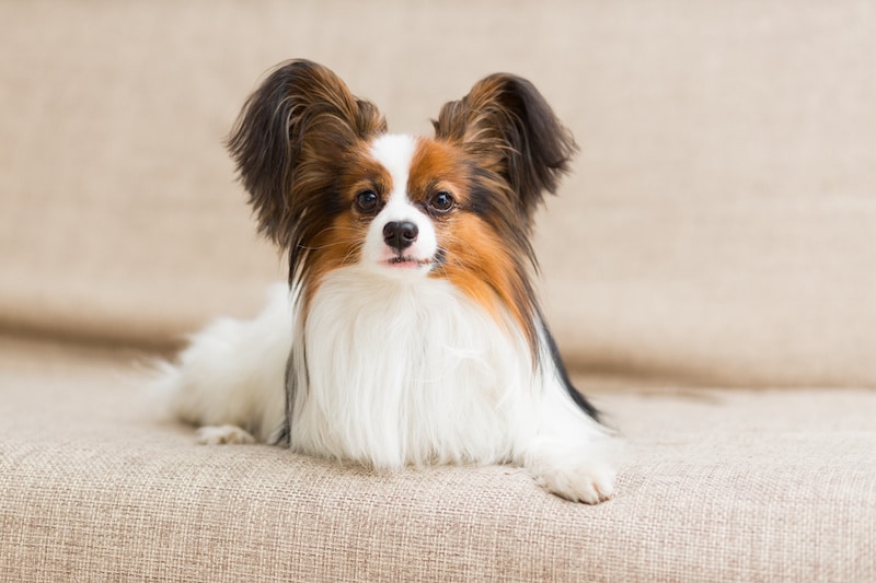 White and brown Papillon dog lying on the couch.