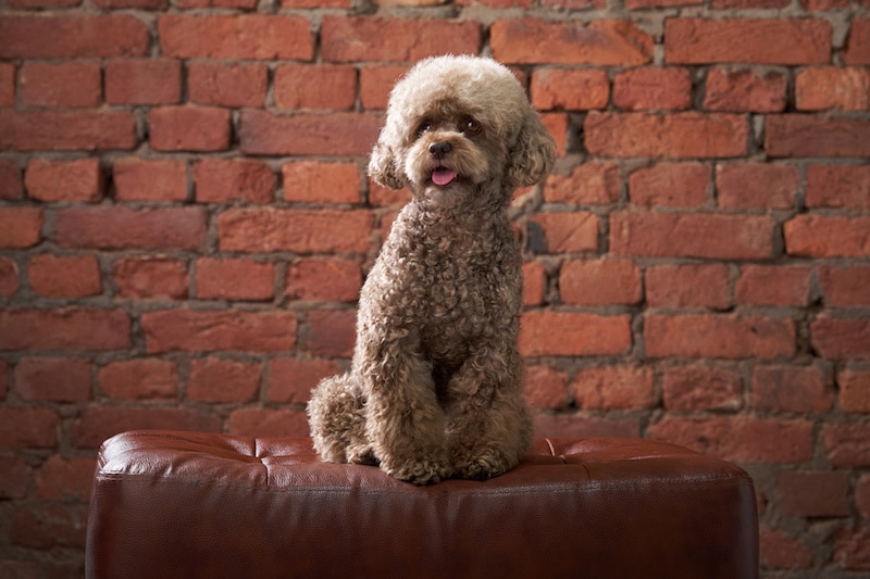 Chocolate Poodle with facial hair sitting on a chair with a brick wall in the background.