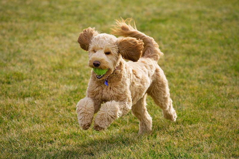 Small Goldendoodle dog running on grass playing with a tennis ball.