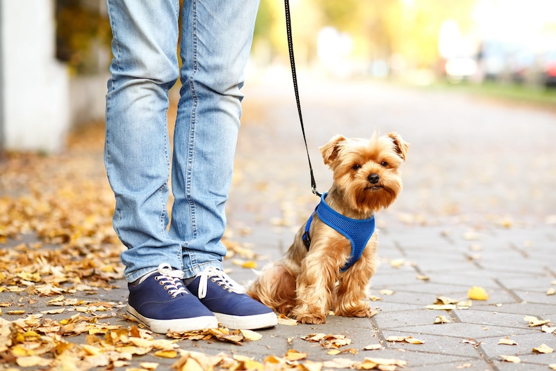 Yorkshire Terrier sitting next to trainer on a lead while going for a walk.