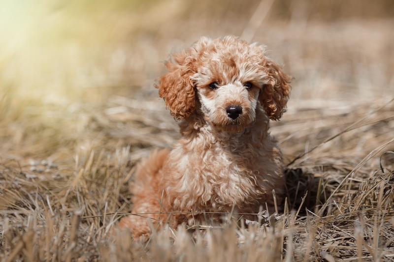Red Toy Poodle puppy laying in brown grass.