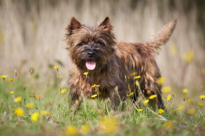 Brown Cairn Terrier dog standing outside amongst green grass and yellow flowers.