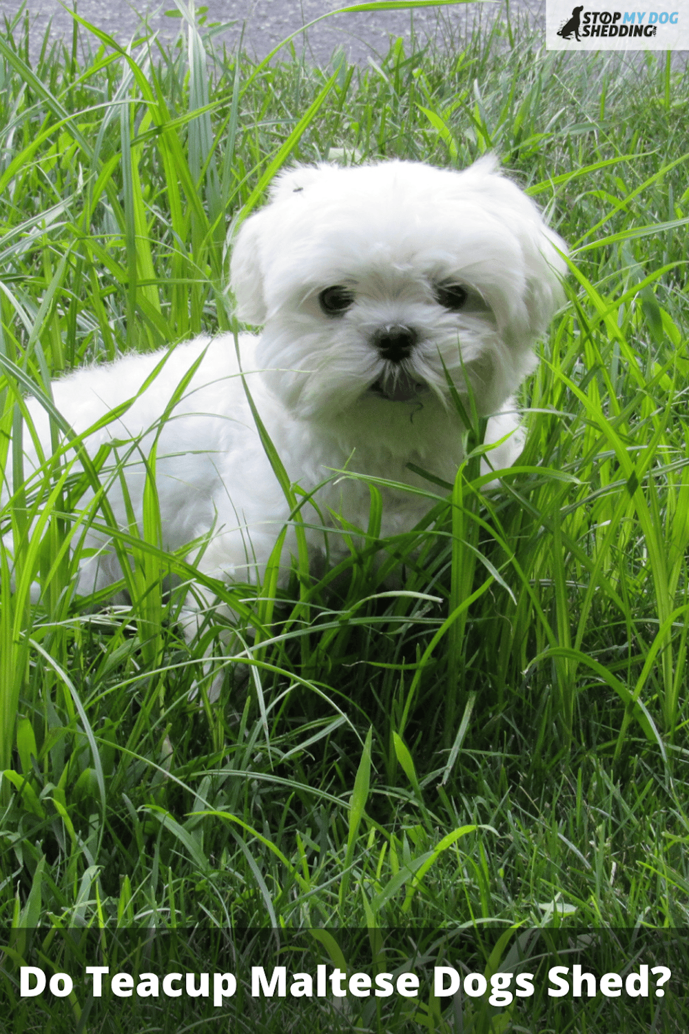 Do Teacup Maltese Dogs Shed? (Here\'s What You Need to Know)