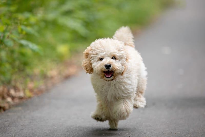 Maltese and Poodle mix (Maltipoo) dog running and jumping happily outside.