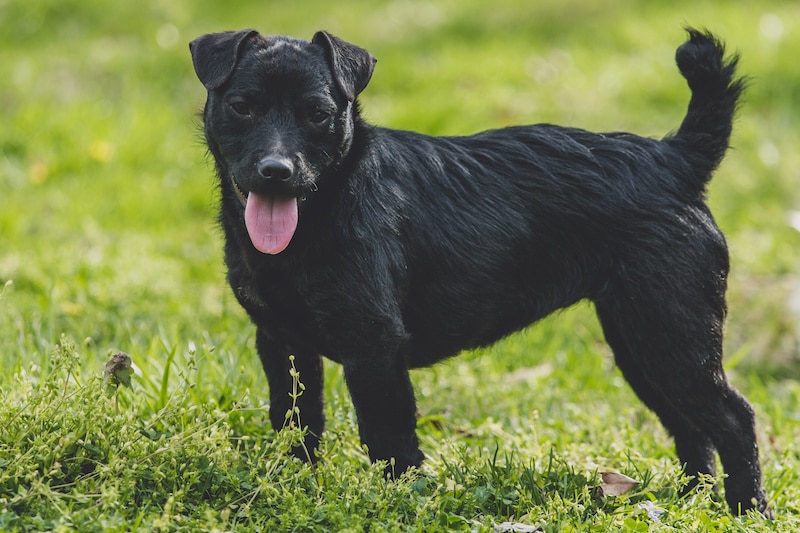 Black rough-coated Patterdale Terrier standing outside on the grass.