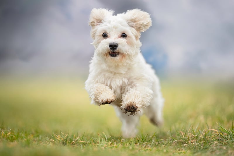 Small cute dog running on the grass.