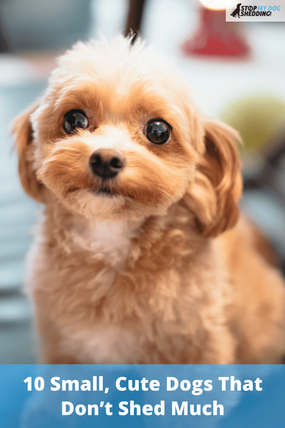 10 Small, Cute Dogs That Don’t Shed Much