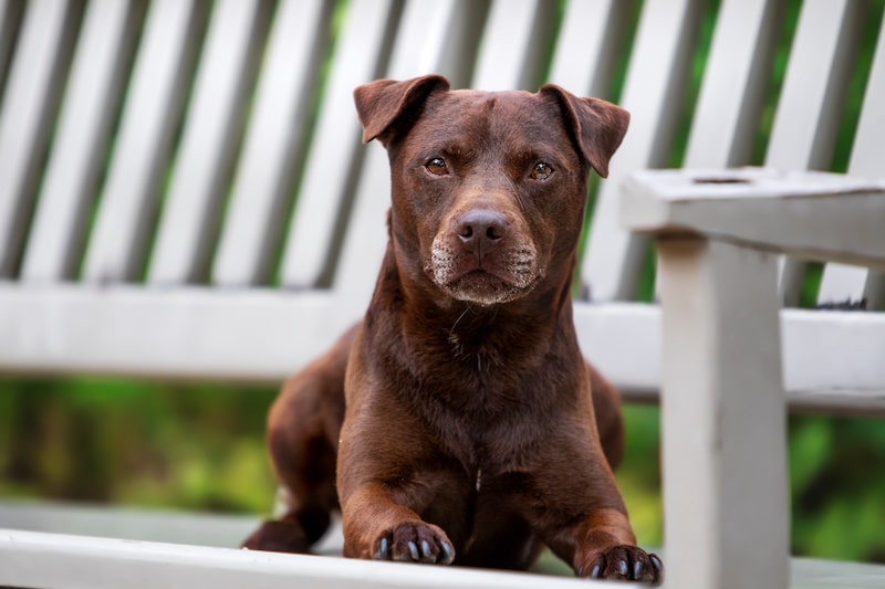 Brown smooth-coated Patterdale Terrier laying down on an outdoor chair.