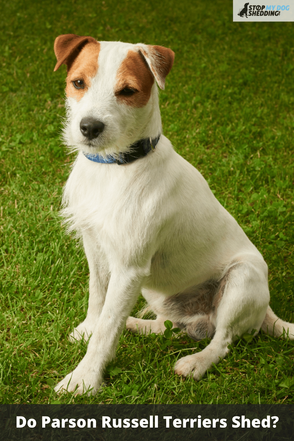 Do Parson Russell Terriers Shed?