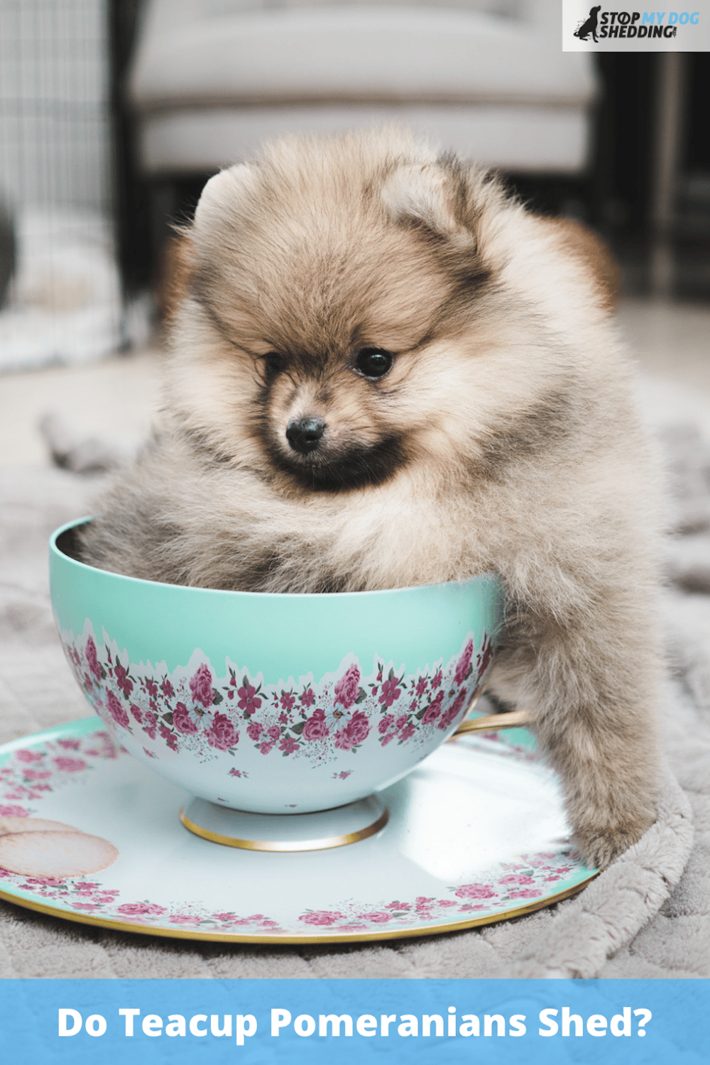Do Teacup Pomeranians Shed?