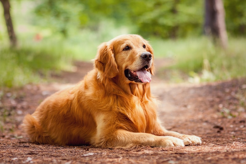 Golden Retriever laying outside in the woods.