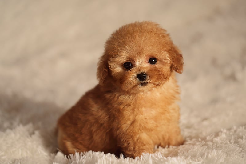Brown Teacup Poodle dog standing inside on the rug.