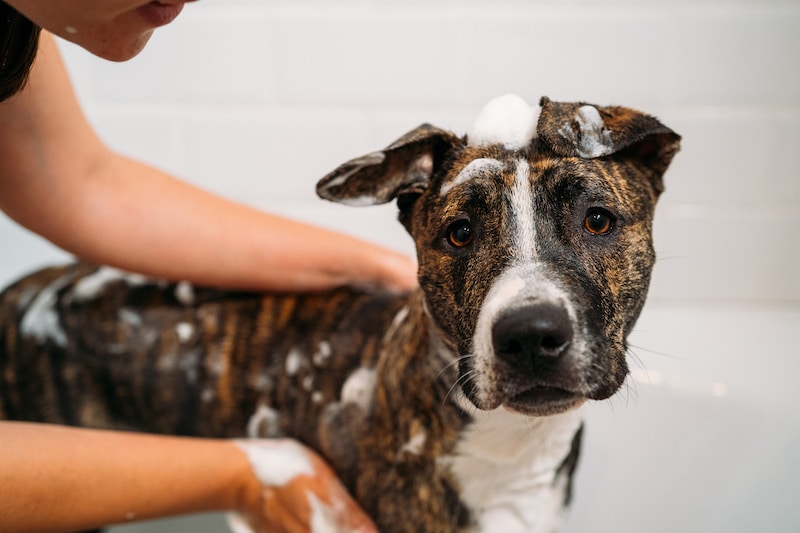 Woman Bathing her American Staffordshire Terrier dog in the bath tub.