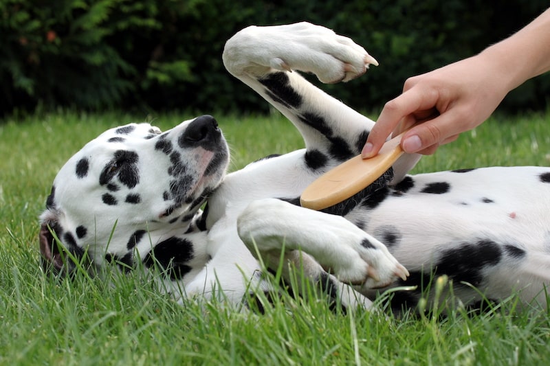 Dalmatian dog getting brushed with a bristle brush while laying down on the grass.