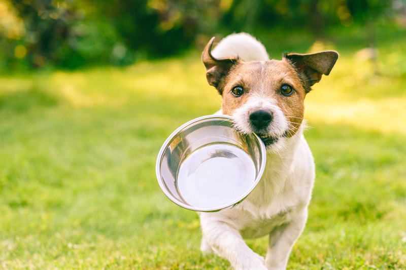 Dog carrying a food bowl in its mouth while walking on the grass.
