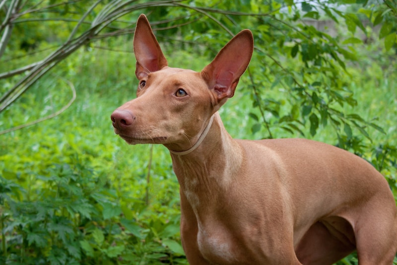 Pharaoh Hound close up standing amongst the green trees.