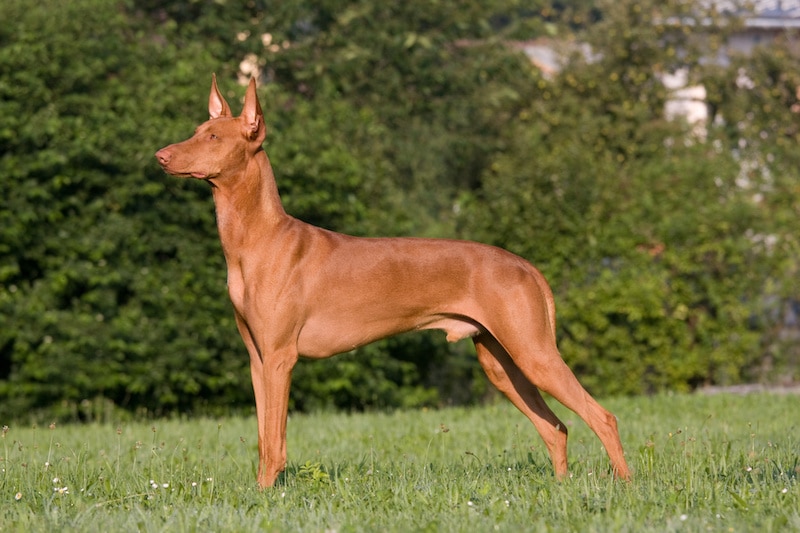 Tan colored Pharaoh Hound standing outside on the grass facing sideways from the camera.