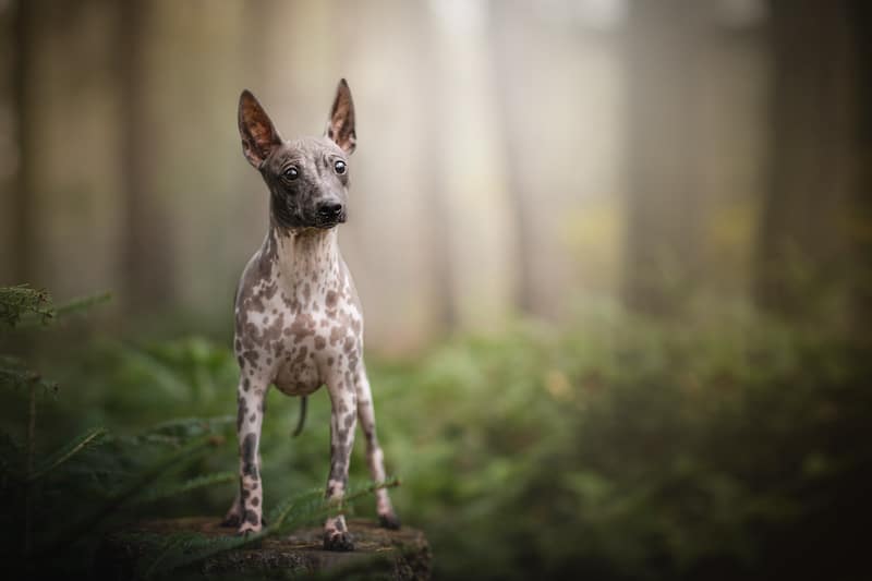 An American Hairless Terrier standing outside in the woods.