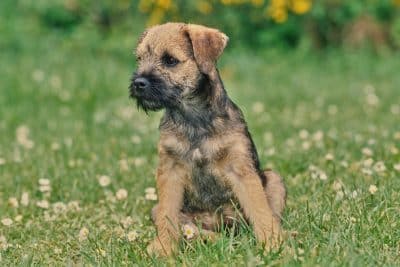 A Border Terrier puppy sitting on the grass looking sideways.