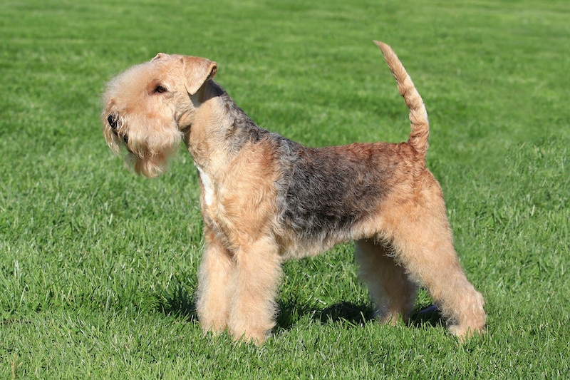 Lakeland Terrier standing outside on the green lawn.