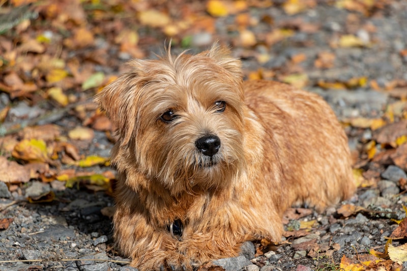 Norfolk Terrier laying down on a path with autumn leaves.