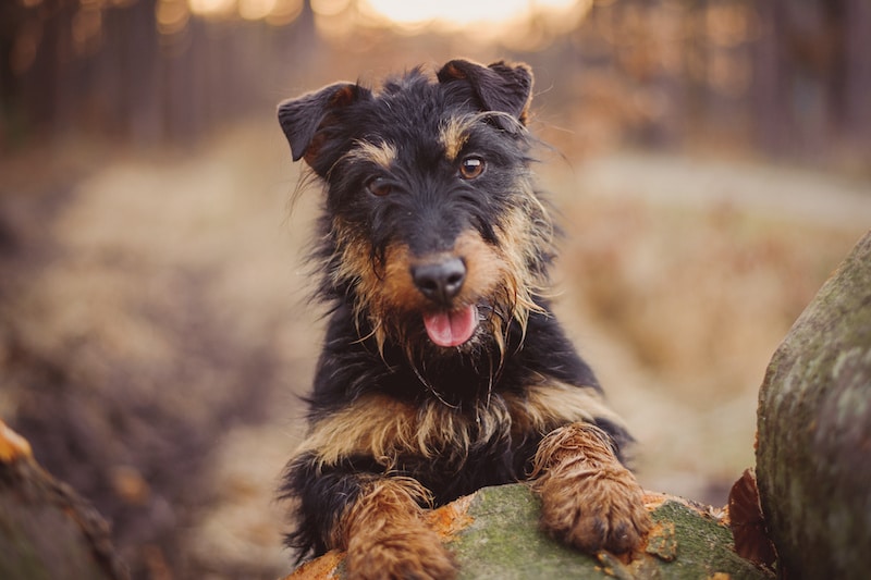 Do Terriers Shed? (Guide to the Lowest-Shedding Terriers)