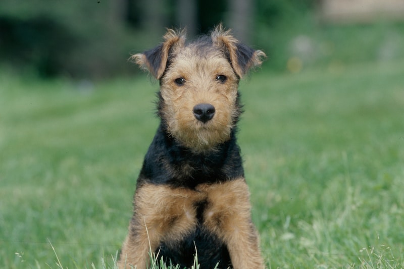 Welsh Terrier standing in the grass.